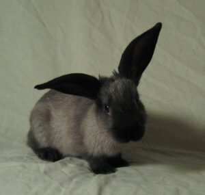 Conejo doméstico (Oryctolagus cuniculus): razas y cuidados