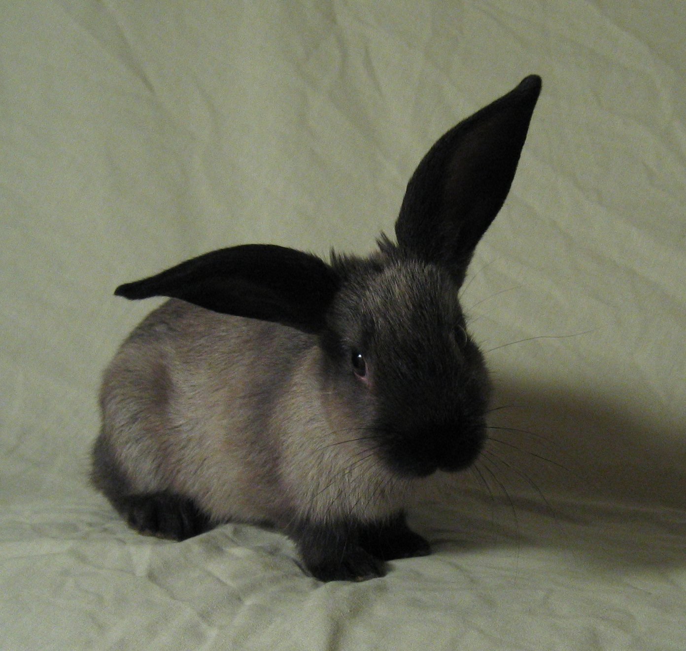 Conejo doméstico, Oryctolagus cuniculus, ejemplar mascota
