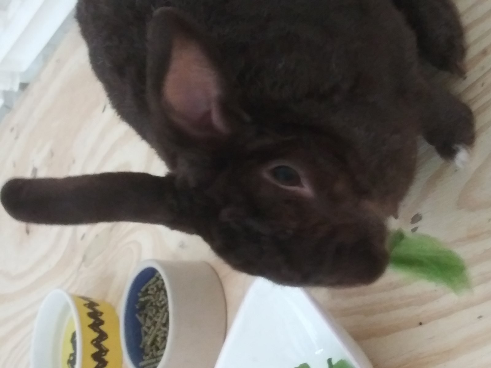 Conejo doméstico marrón comiendo lechuga