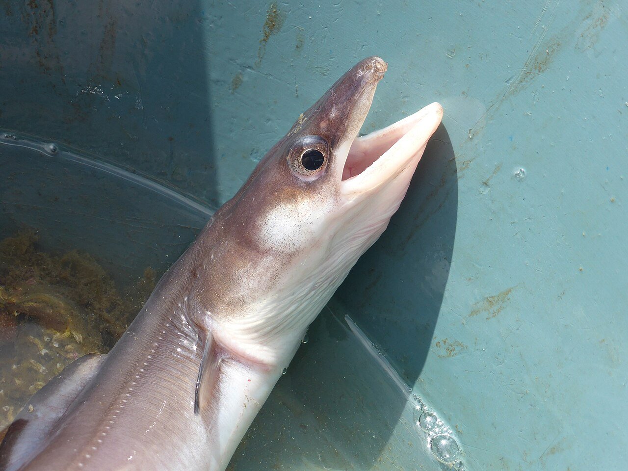 Congrio (Conger conger)
