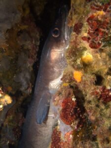 Congrio (Conger conger)