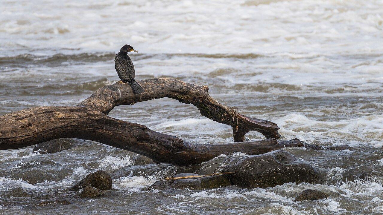Cormorán grande (Phalacrocorax carbo)