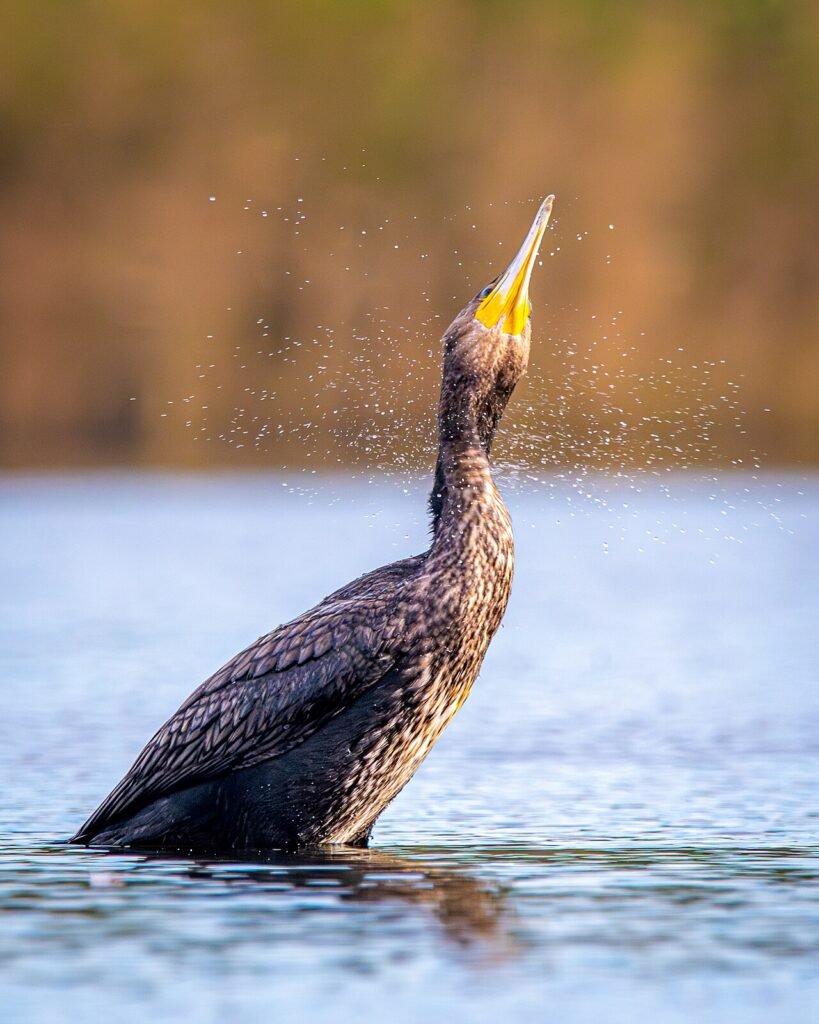 Cormorán grande (Phalacrocorax carbo)