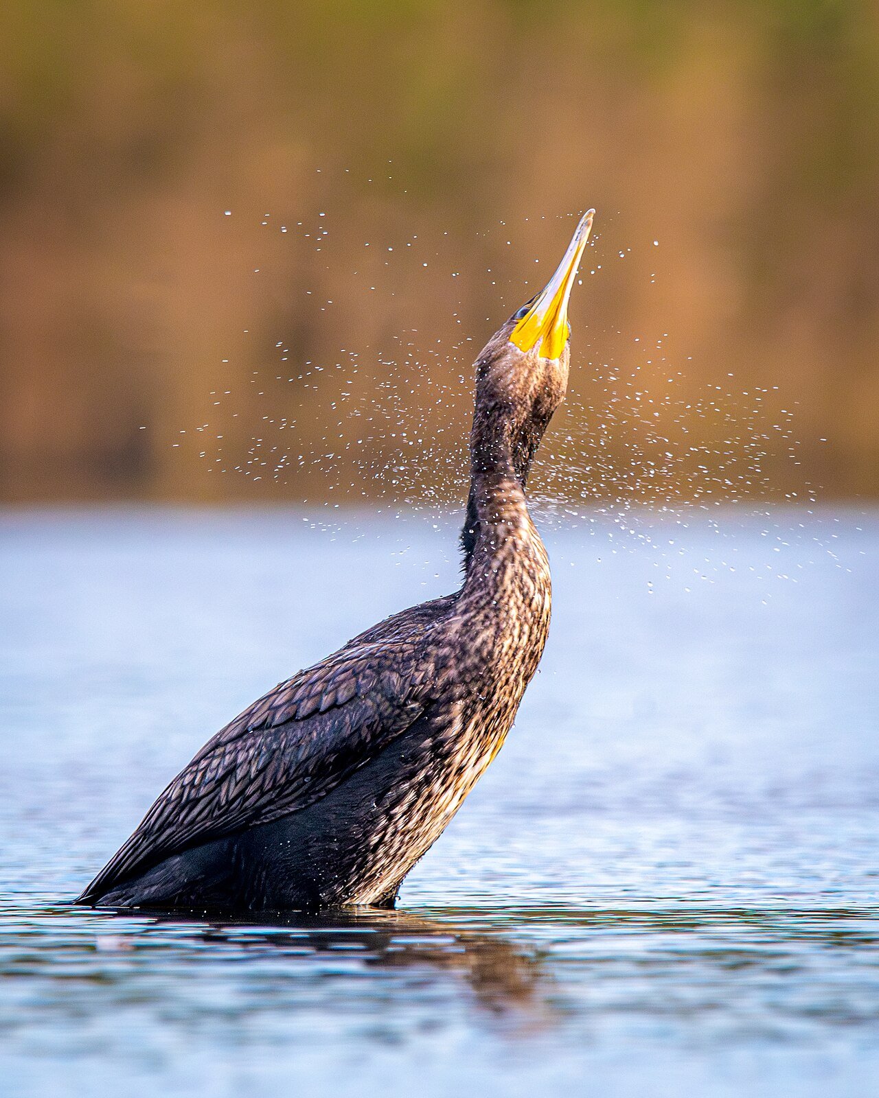 Cormorán grande (Phalacrocorax carbo)