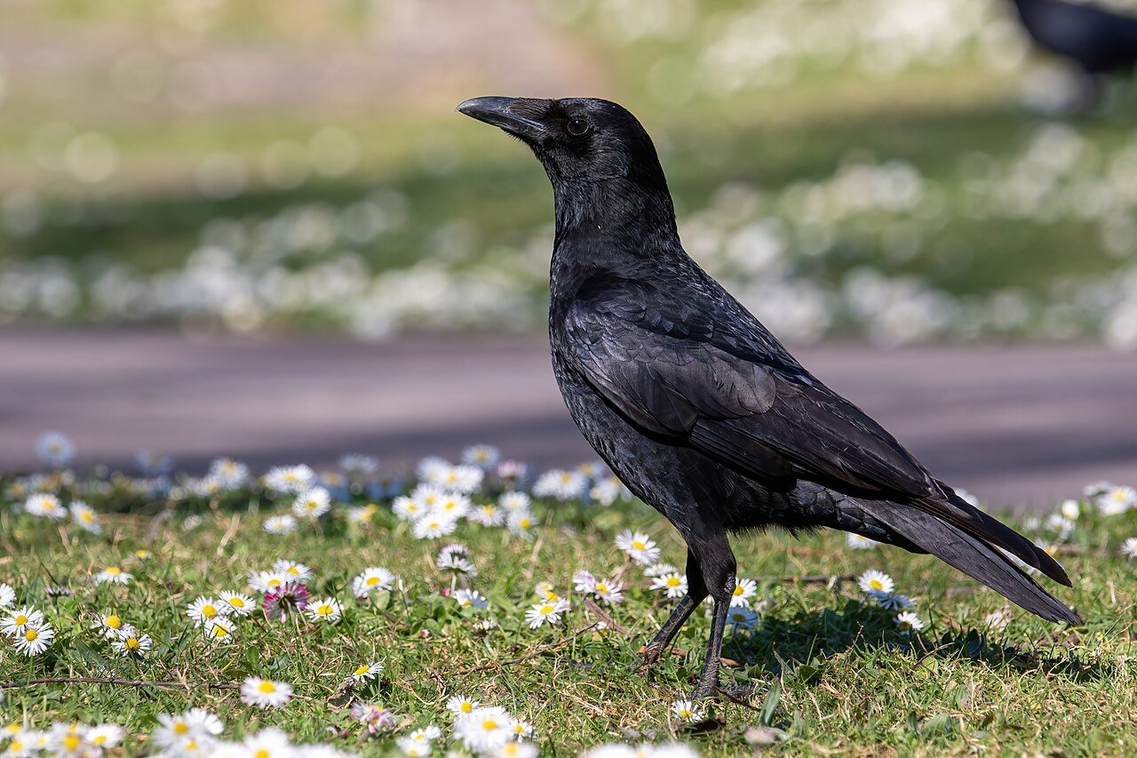 Corneja negra (Corvus corone)