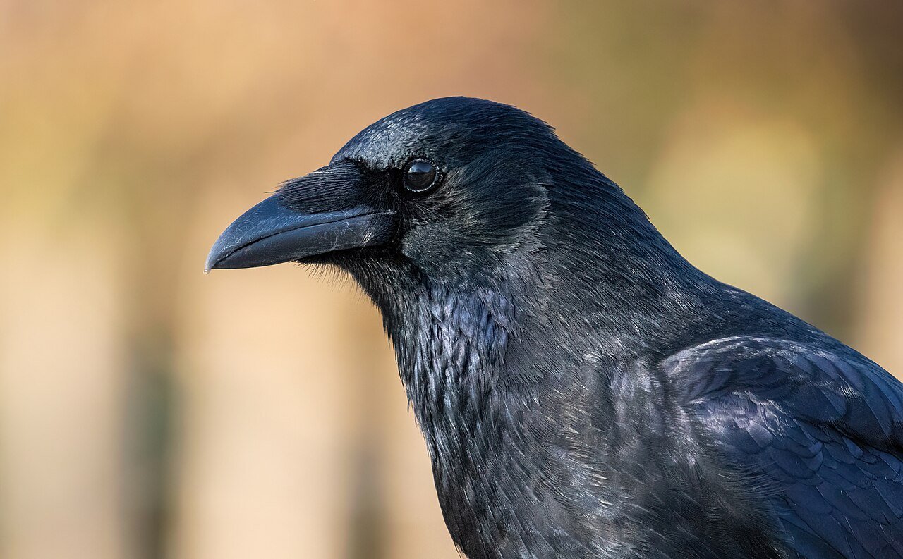 Corneja negra (Corvus corone)