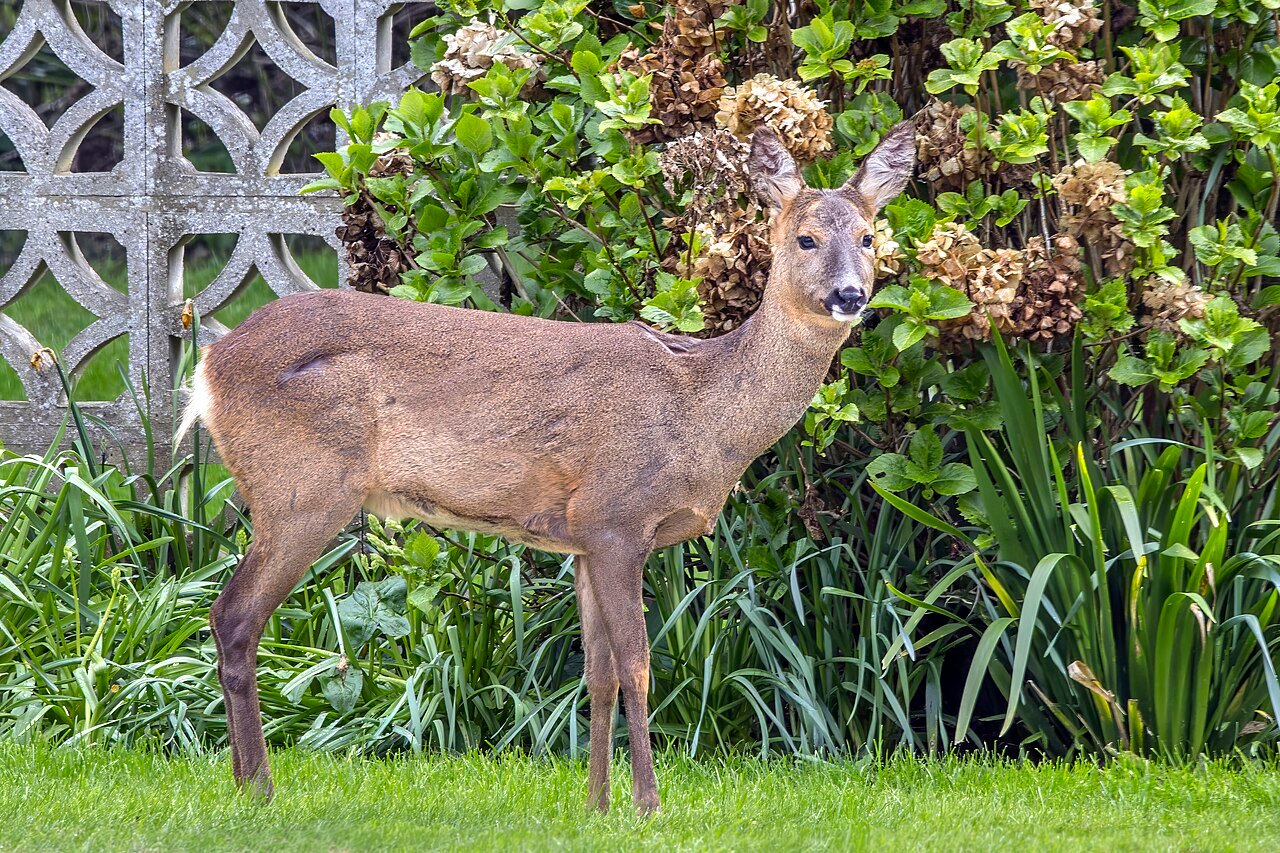 Corzo (Capreolus capreolus)