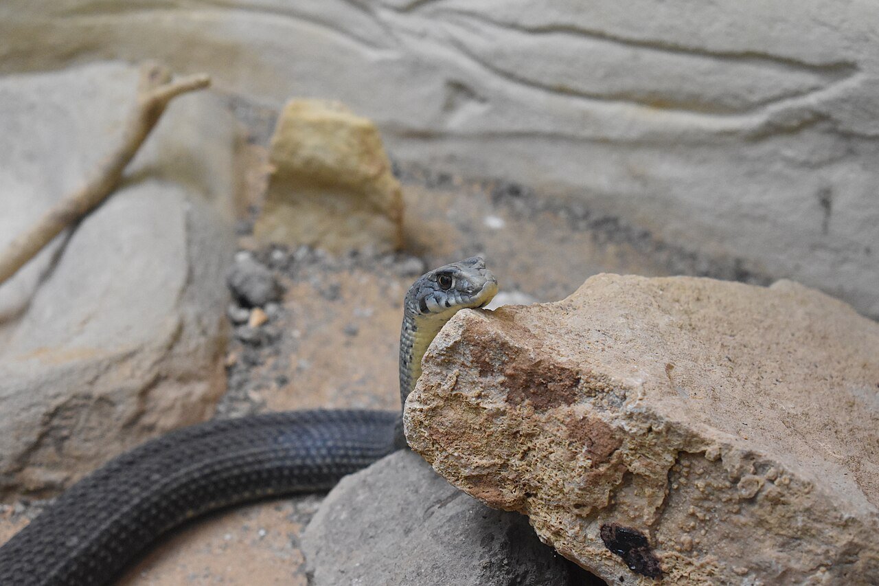 Culebra bastarda (Malpolon monspessulanus)