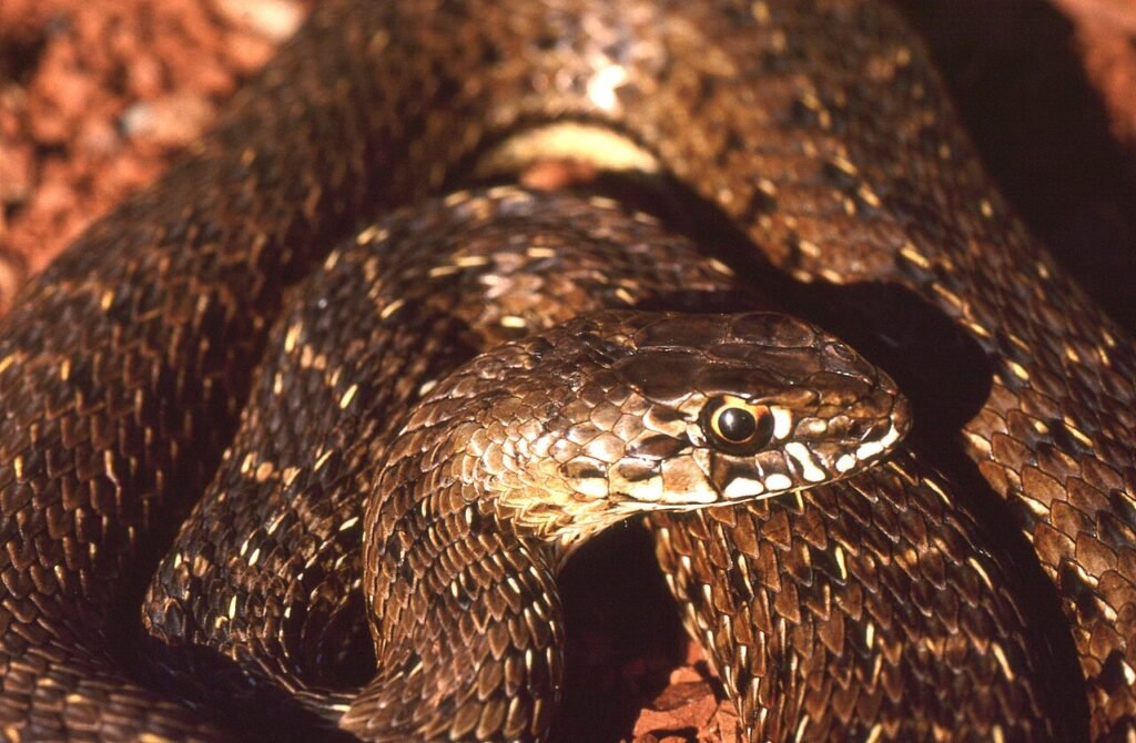 Culebra bastarda