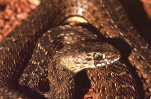 Culebra bastarda: la serpiente más grande de Iberia