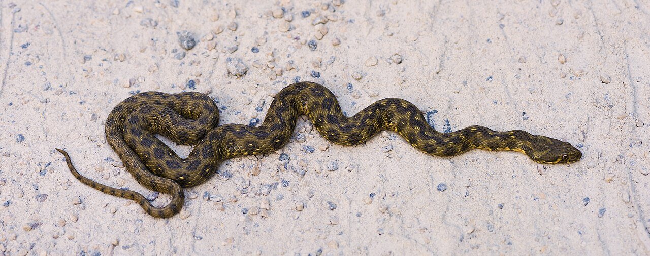 Culebra de agua (Natrix maura)