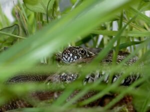 Culebra de agua (Natrix maura): la nadadora que imita a la víbora