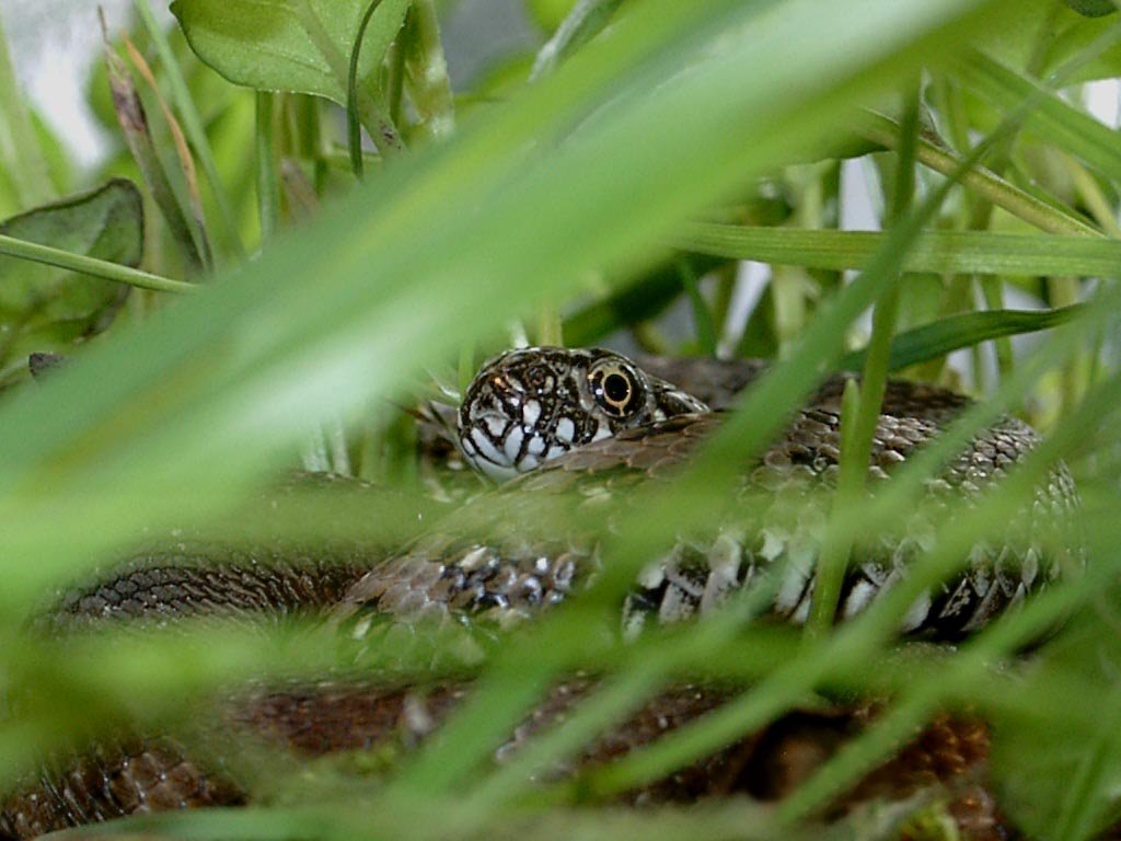 Culebra de agua (Natrix maura)
