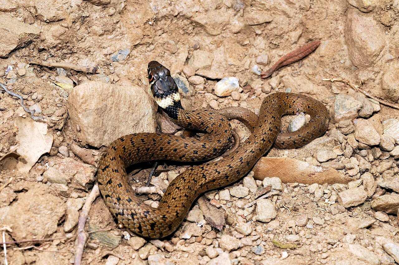 Culebra de collar (Natrix astreptophora)