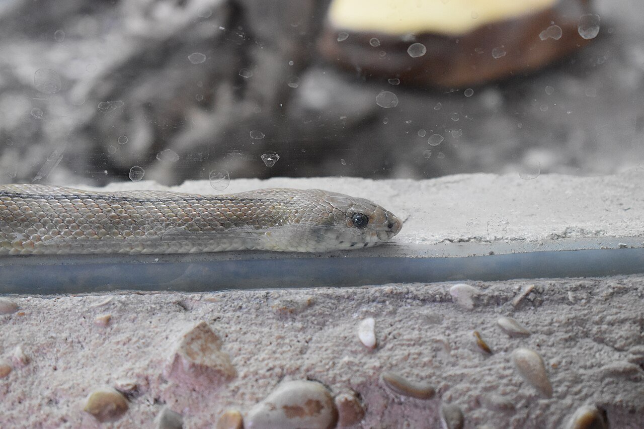 Culebra de escalera (Zamenis scalaris)