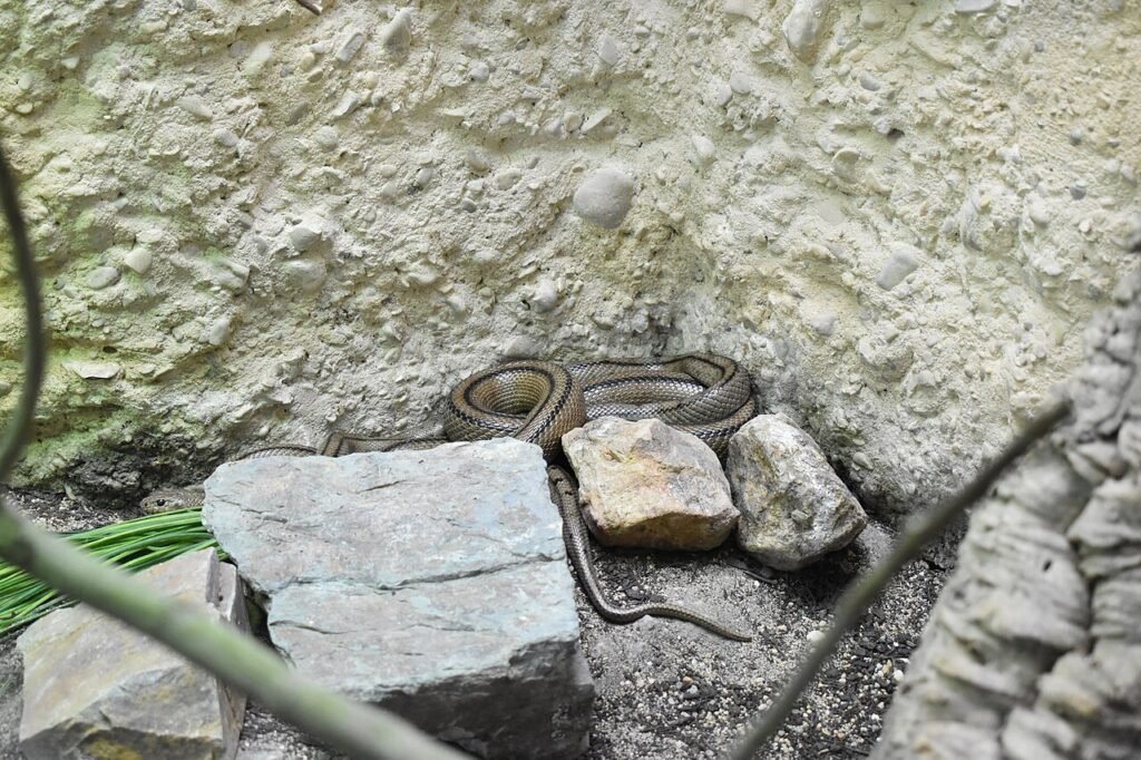 Culebra de escalera (Zamenis scalaris)