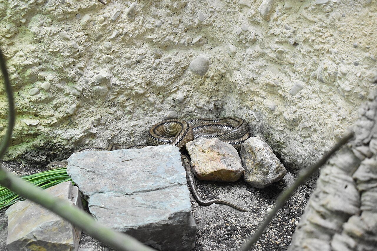 Culebra de escalera (Zamenis scalaris)