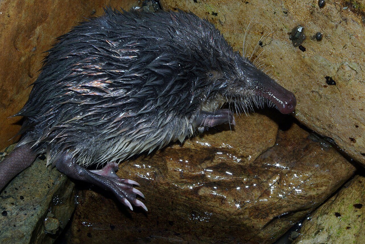 Desmán ibérico (Galemys pyrenaicus)