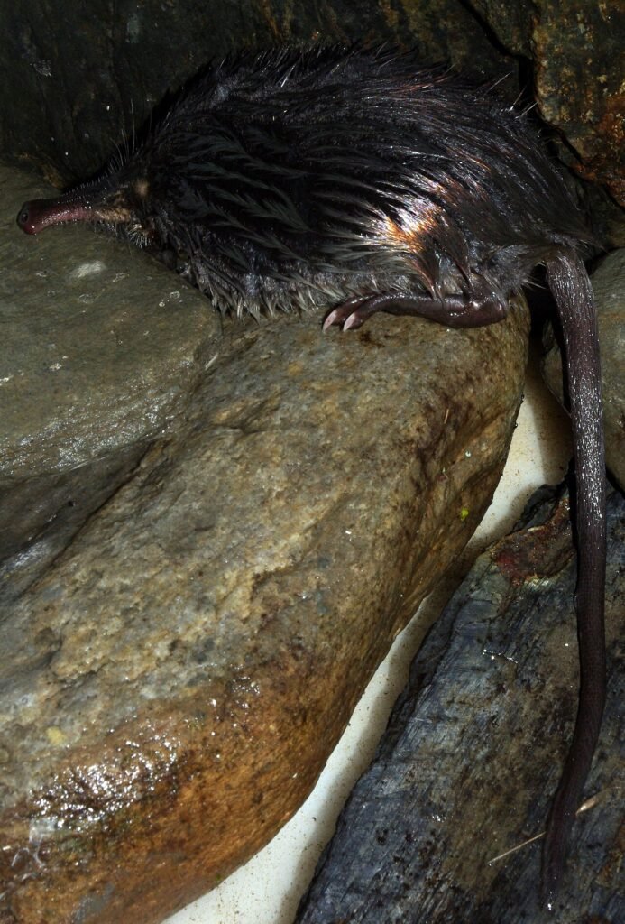 Desmán ibérico (Galemys pyrenaicus)