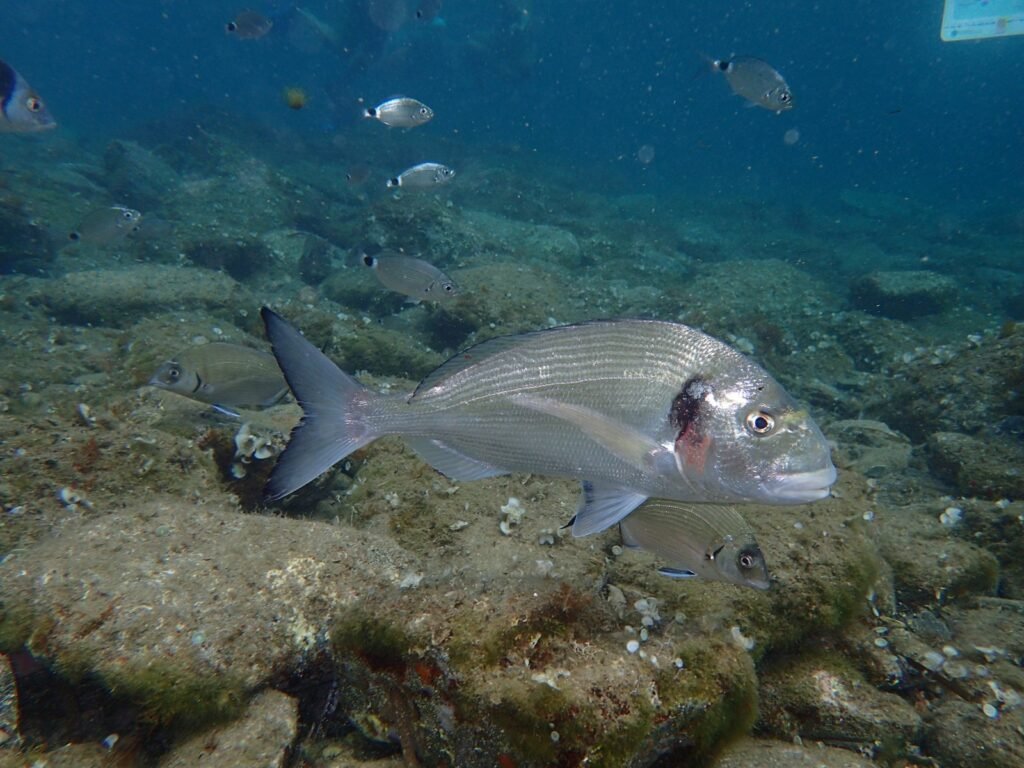 Dorada (Sparus aurata)