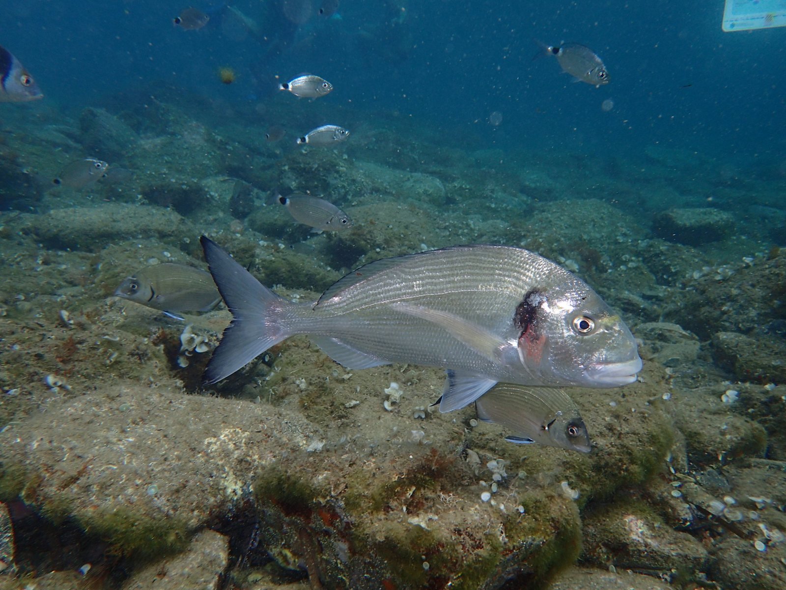 Dorada nadando junto a otros peces en su hábitat natural mediterráneo