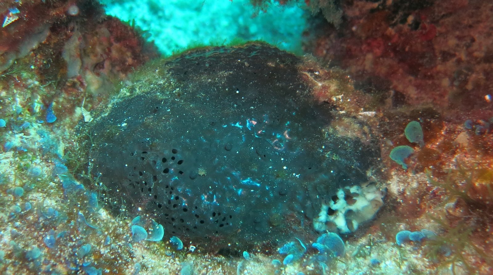 Esponja de mar, Spongia officinalis, sobre fondo rocoso mediterráneo