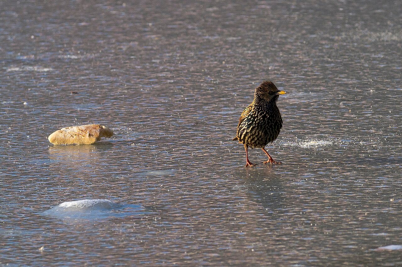 Estornino pinto (Sturnus vulgaris)