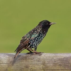 Estornino pinto (Sturnus vulgaris): murmuraciones e iridiscencia