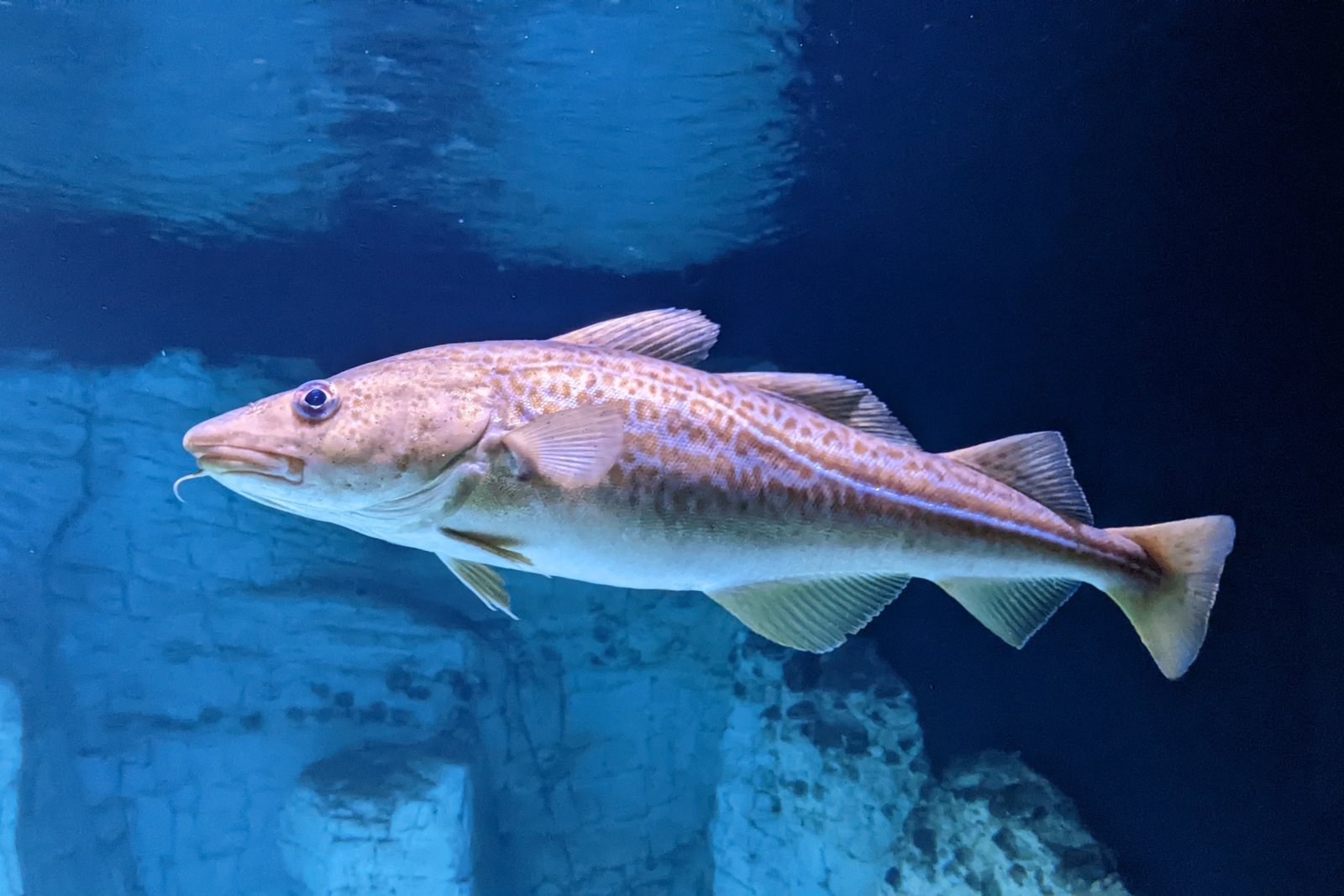 Bacalao (Gadus morhua)