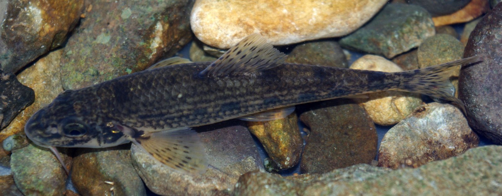 Gobio (Gobio lozanoi)