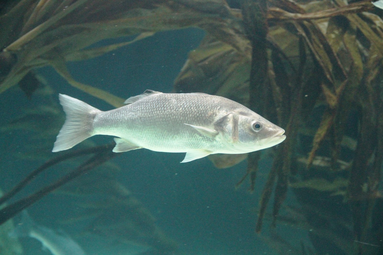 Lubina (Dicentrarchus labrax)