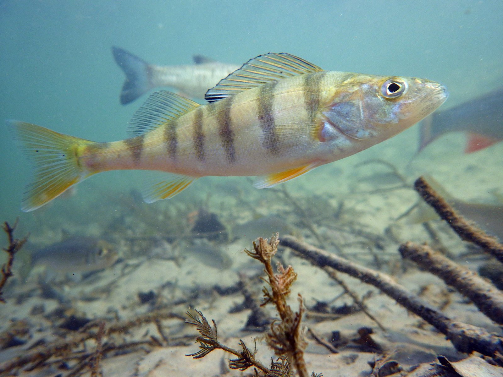 Perca (Perca fluviatilis)