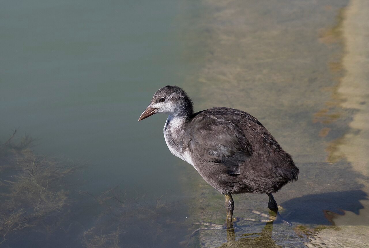 Focha común (Fulica atra)