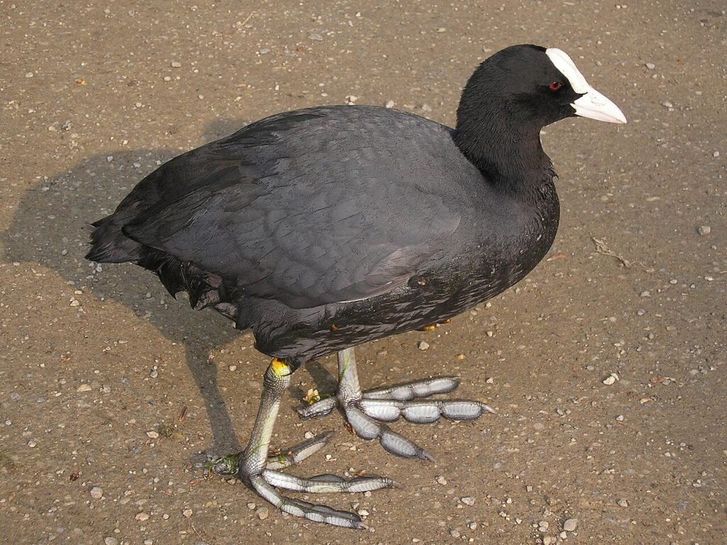 Focha común (Fulica atra)