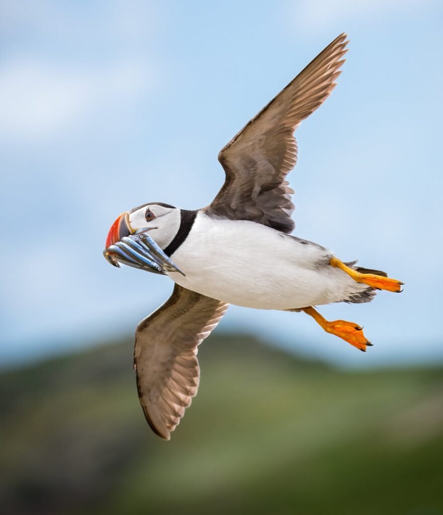Frailecillo atlántico (Fratercula arctica)