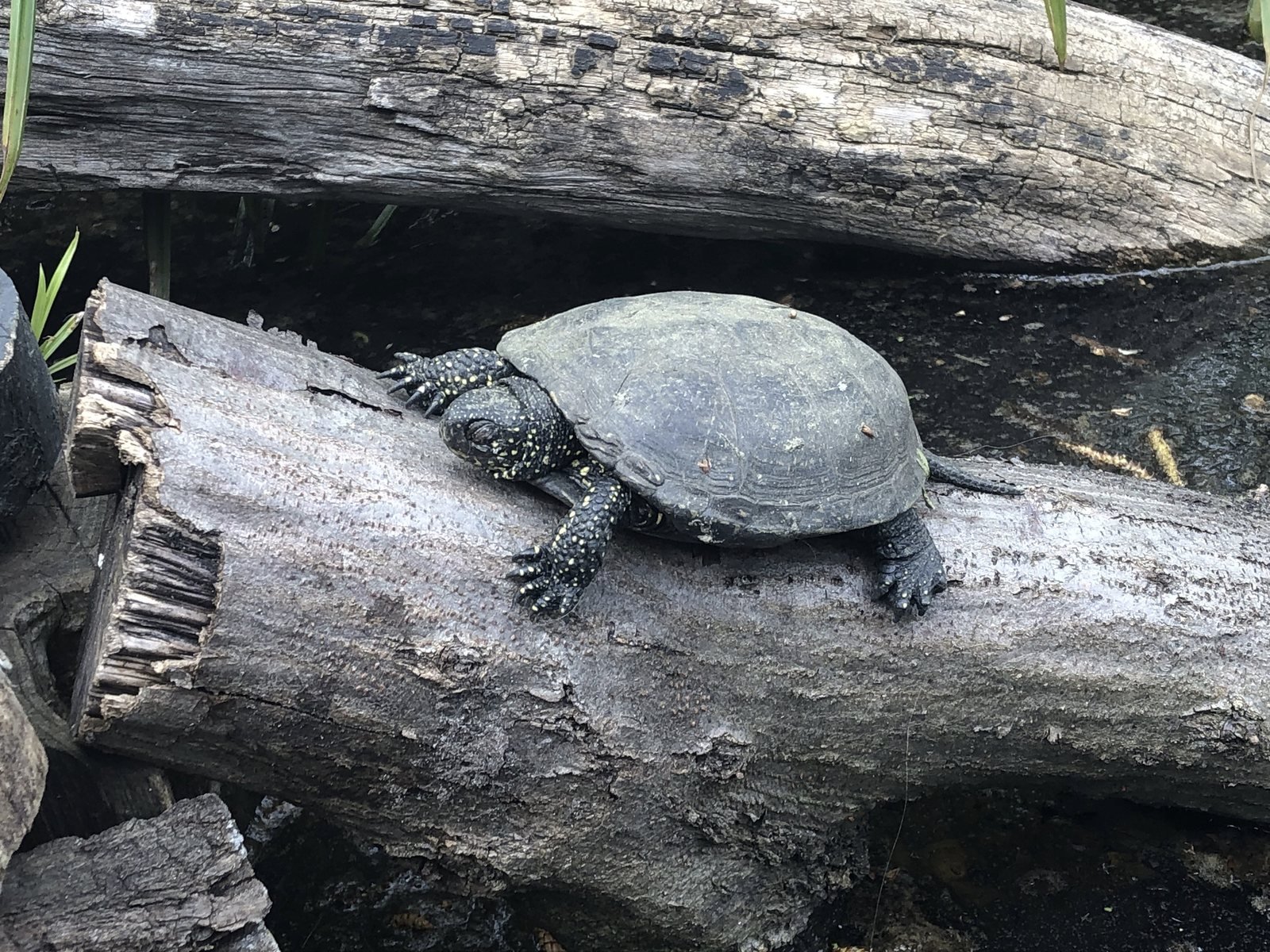 Galápago europeo, Emys orbicularis, con caparazón oscuro punteado de amarillo