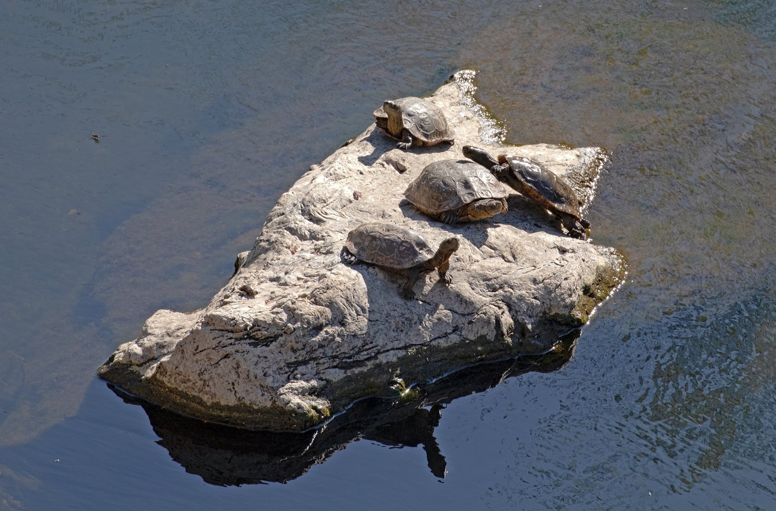 Galápagos leprosos, Mauremys leprosa, tomando el sol sobre una roca junto al agua