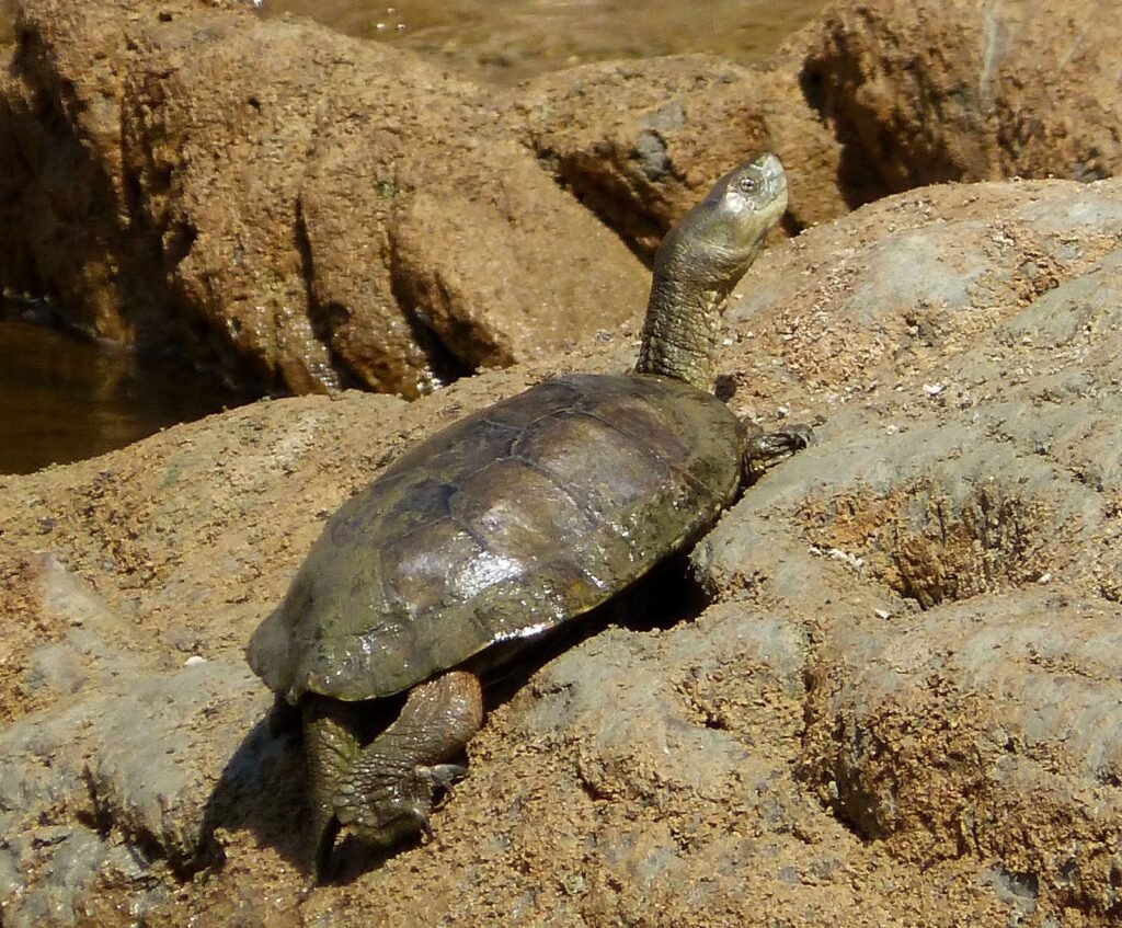 Galápago leproso (Mauremys leprosa)