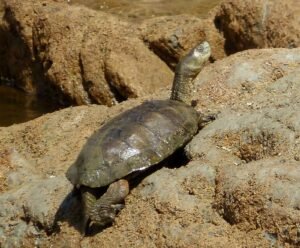 Galápago leproso (Mauremys leprosa): la tortuga de agua dulce ibérica