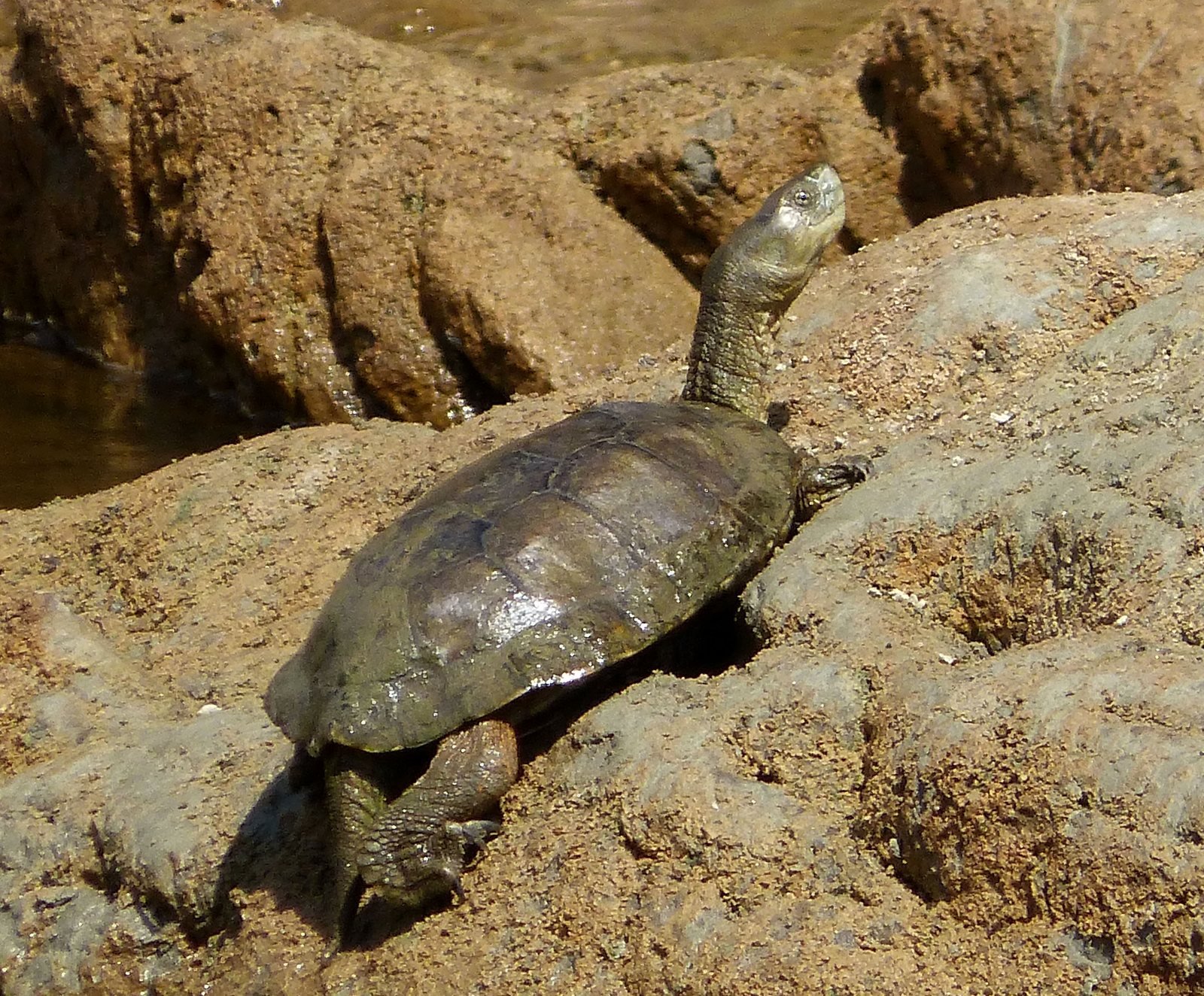 Galápago leproso, Mauremys leprosa, tomando el sol sobre una roca con el cuello estirado