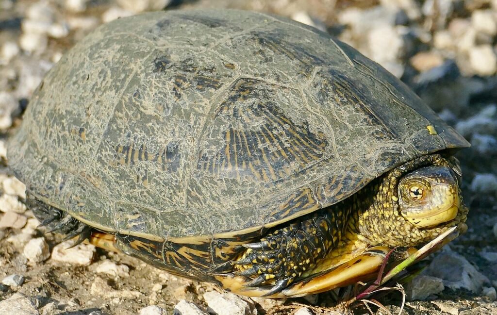 Galápago europeo (Emys orbicularis)