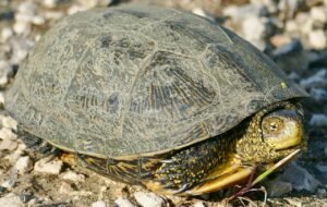 Galápago europeo (Emys orbicularis): la tortuga de los puntos amarillos