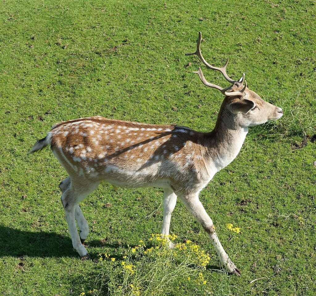 Gamo