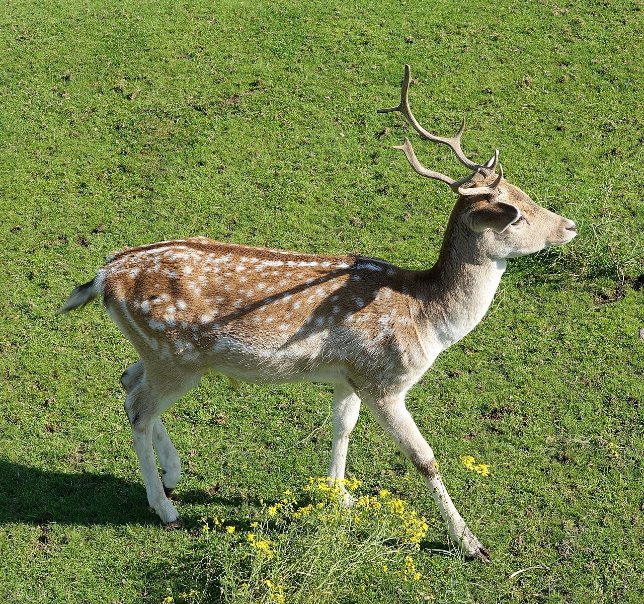 Gamo (Dama dama)