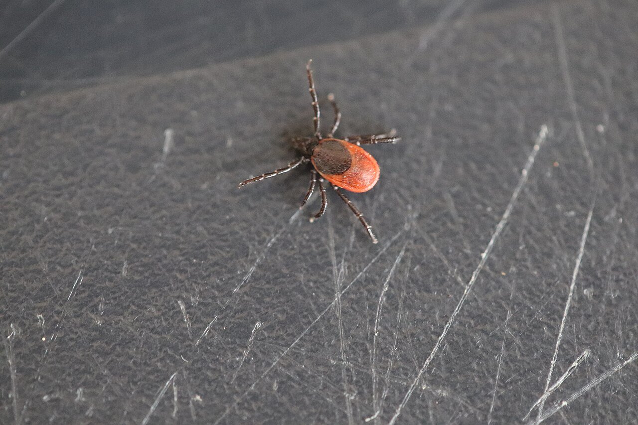 Garrapata (Ixodes ricinus)