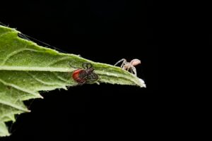 Garrapata: el ácaro parásito que transmite enfermedades
