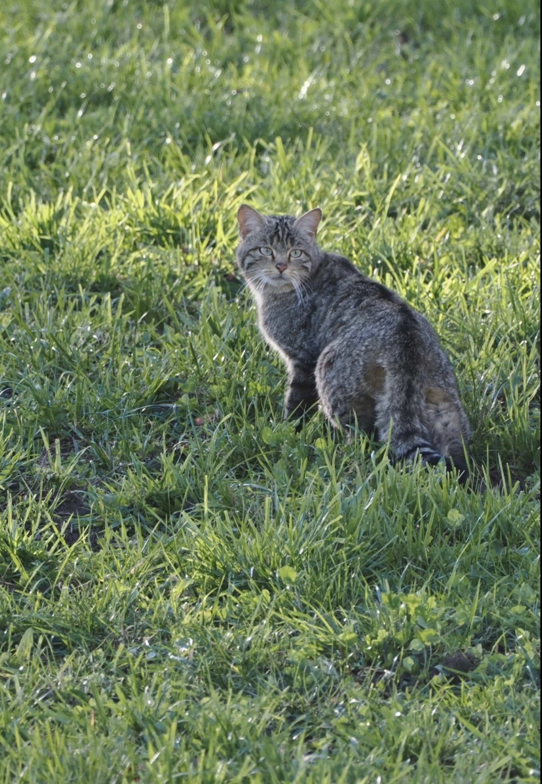 Gato montés, Felis silvestris, sentado sobre hierba mirando hacia atrás