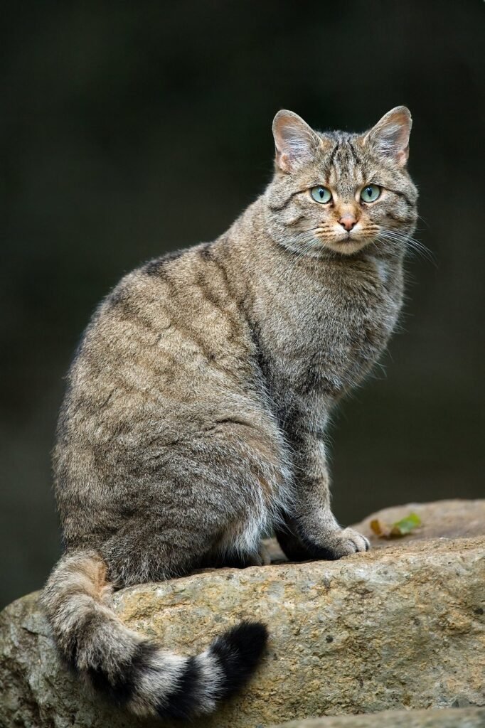 Gato montés (Felis silvestris)