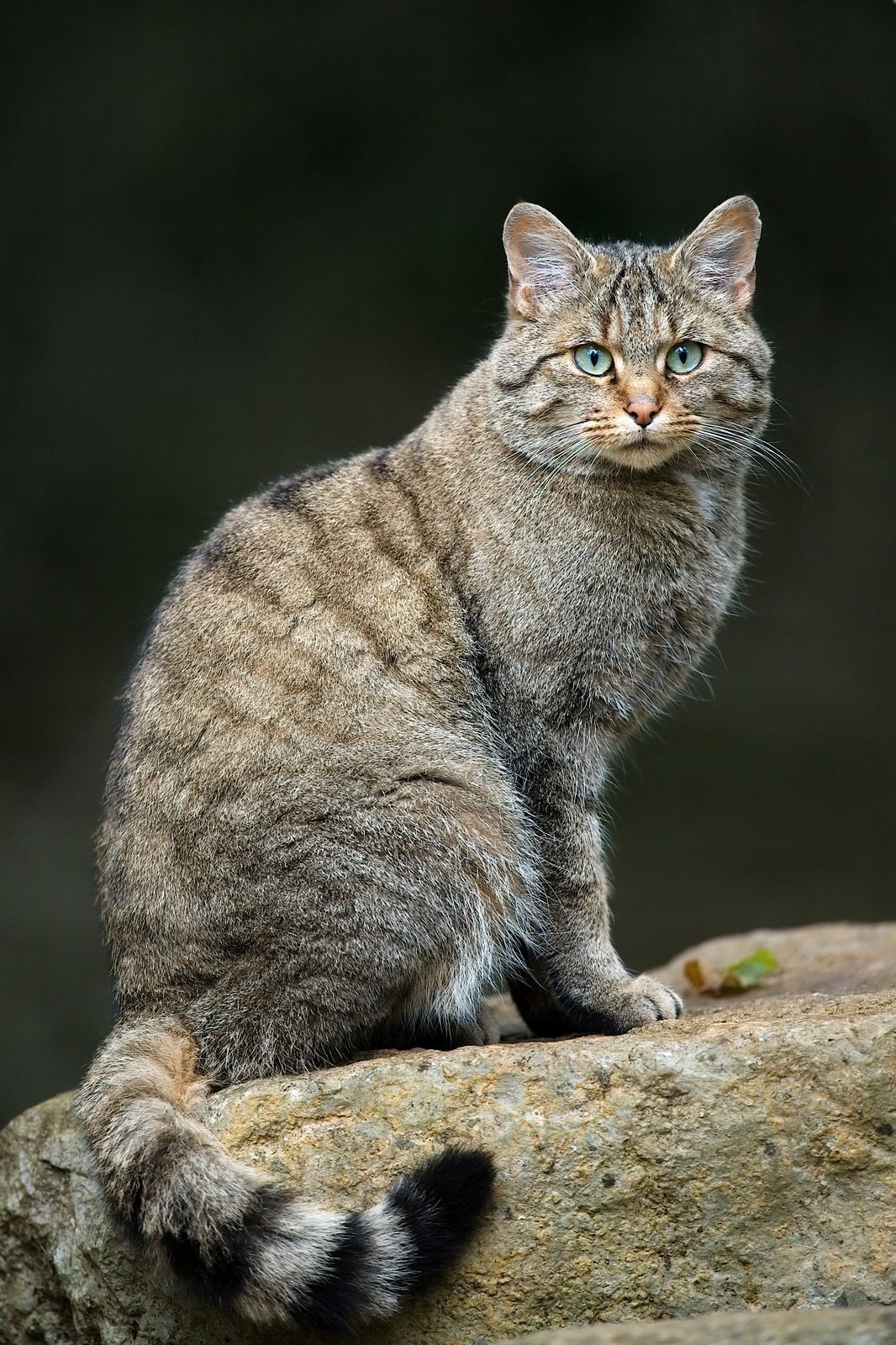 Gato montés europeo, Felis silvestris, atigrado gris con cola anillada de punta negra