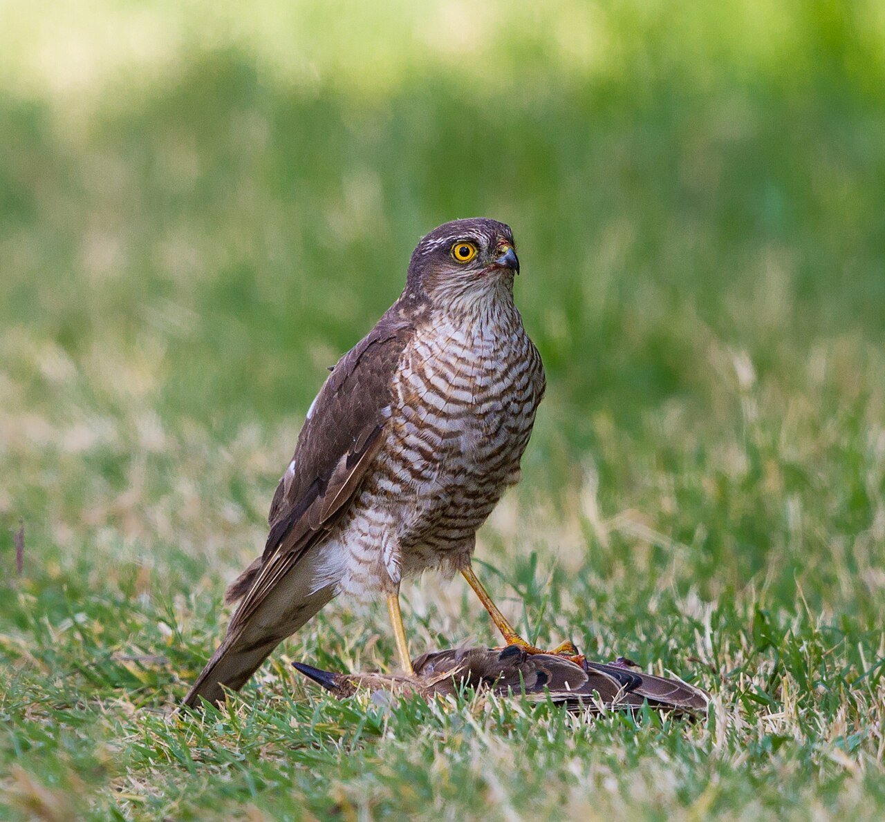 Gavilán común (Accipiter nisus)